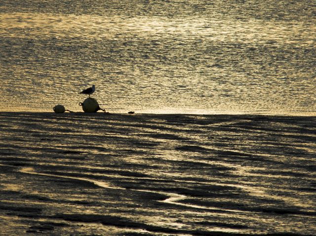 Light Texture Bird
