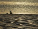 Light Texture Bird