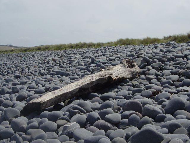 Driftwood - Devon 2004