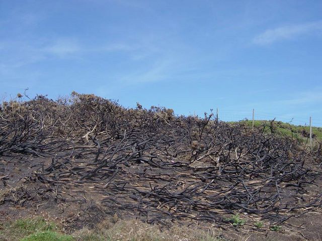 Bush Fire - Devon 2004