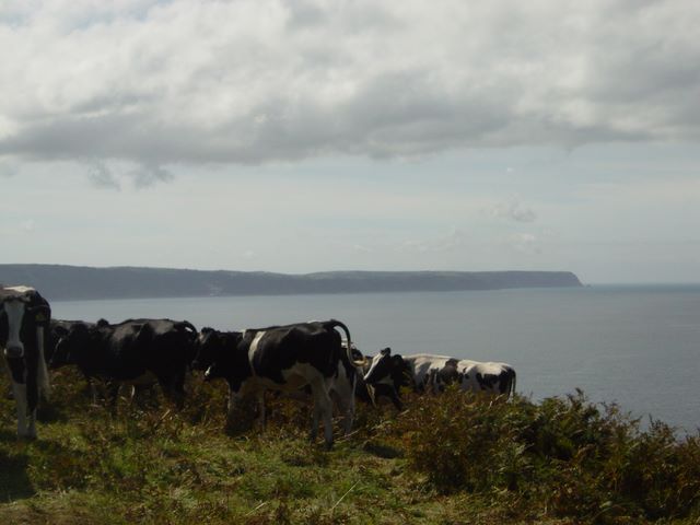 Cows