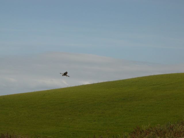 Kestrel? - 2004