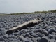 Driftwood - Devon 2004