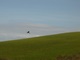 Kestrel? - 2004