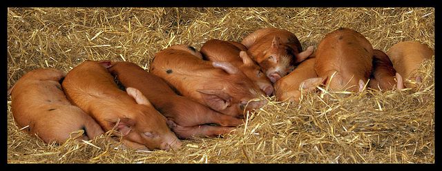 Piglets