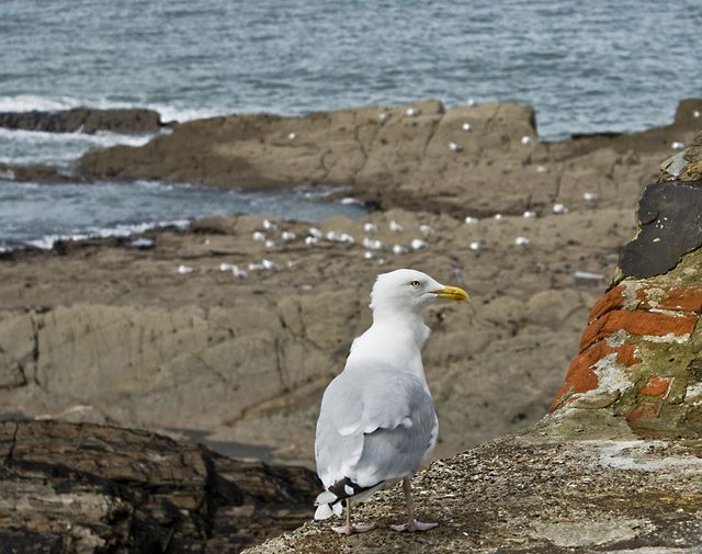 Seagull looking for his mates
