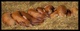 Piglets