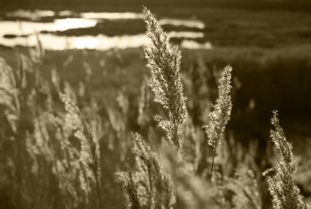 Backlit Grass