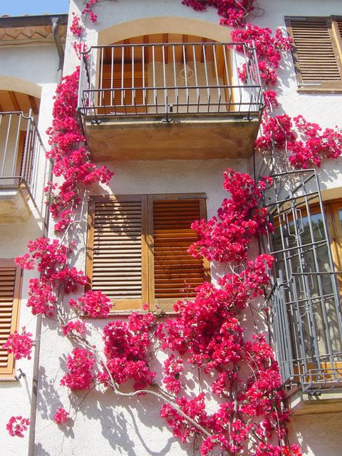 Mediterranean Pink