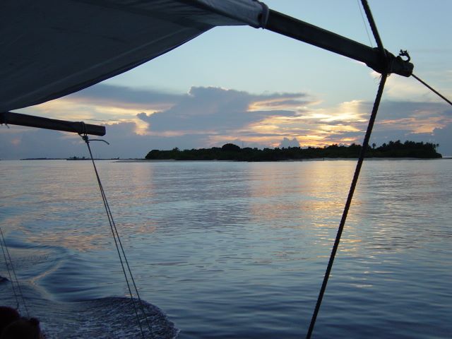Looking for dolphins
