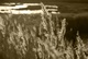 Backlit Grass