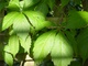 Sun on Leaves