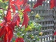 Web and Roses