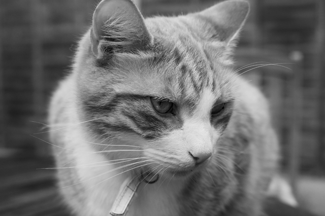 Jasper in Black and White
