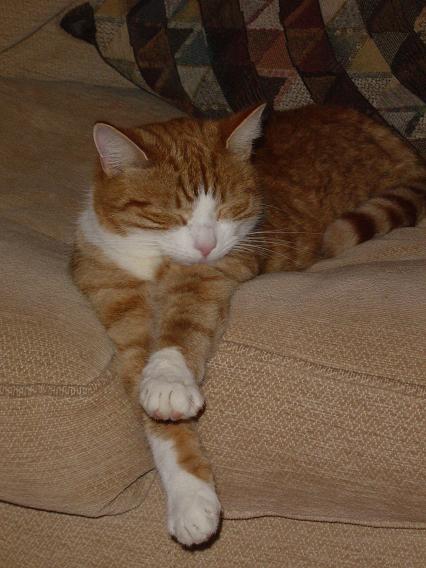 Jasper Cat - 05-2004