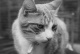 Jasper in Black and White