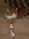 Jasper Cat - 05-2004
