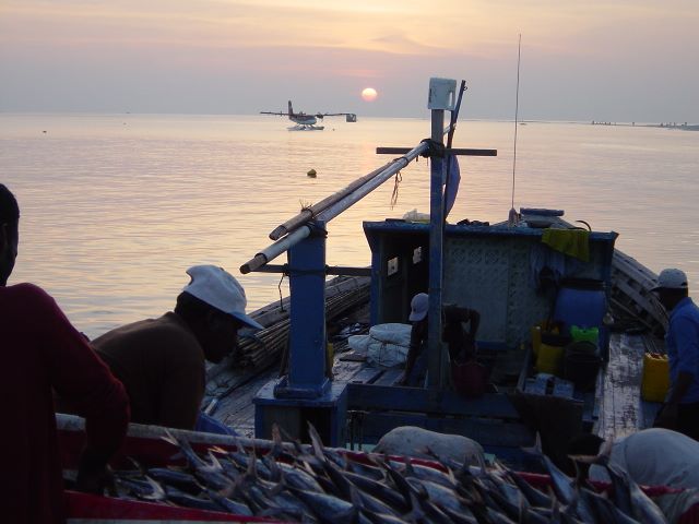 Fish, a boat, a plane and a sunset