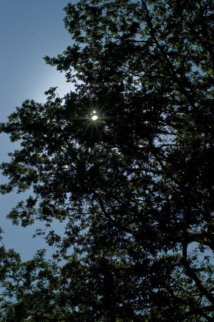 Sun through tree