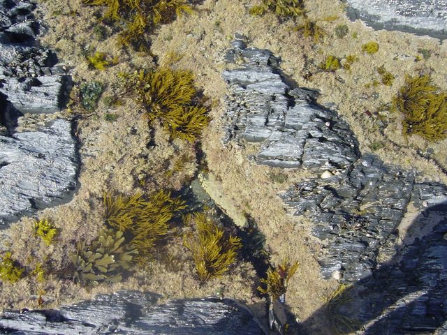 Rock Pool - Devon 2004