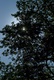 Sun through tree